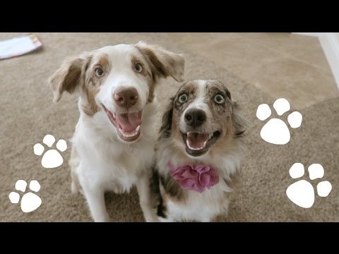 CUTEST PUPPIES ON YOUTUBE!