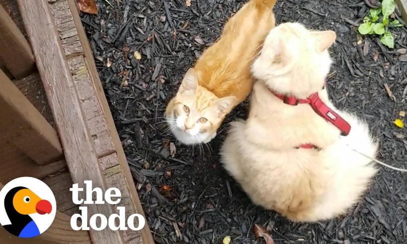 Cat Hates Everyone But His Mini Me | The Dodo Cat Crazy