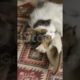 Cat is fighting with sleeper funnyvideo cutenaby animalvideo babyvideo #cute #animal #shorts #viral