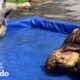 Cerdito y tortuga tienen la amistad mas inusual | Parejas Disparejas | El Dodo
