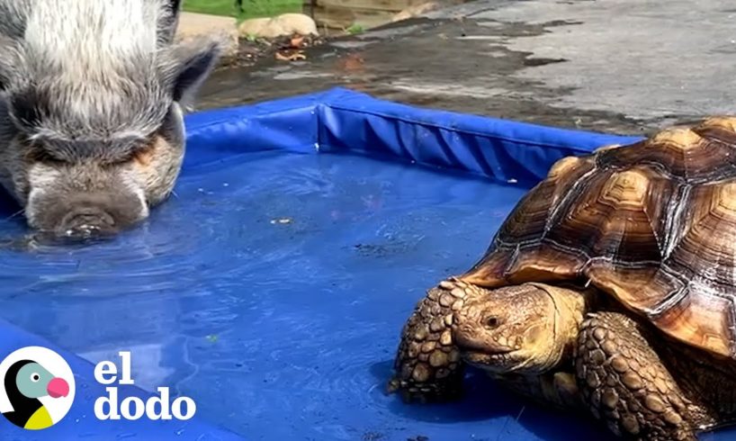 Cerdito y tortuga tienen la amistad mas inusual | Parejas Disparejas | El Dodo