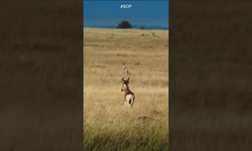 Cheetah hunts Impala | Animal Fights