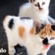 Chica encuentra dos gatitos callejeros preciosos durante su camino a casa del trabajo | El Dodo