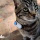 Chico le hace a su gato una cámara pequeña de collar para ver qué hace afuera | Cat Crazy | El Dodo