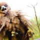 Chico libera una águila hermosa enredada en ramas de árboles | El Dodo
