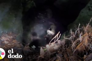 Chico oye aullidos provenientes de una cueva de 20 pies de profundidad | El Dodo