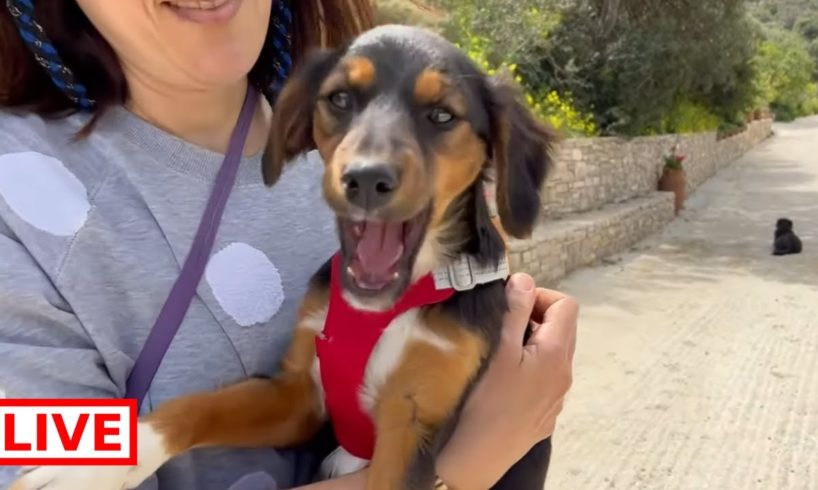 Clara is adopted π Lovely lady came from Athens to adopt her β€οΈ - Takis Shelter