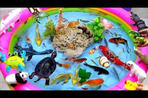 Collection of Cute Animals, Crocodile, Shark, Dolphin, Turtles , Goldfish, Carp, Crab, Snake, Ducks