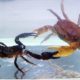 Crab vs Scorpion Underwater - Caranguejo vs Escorpião