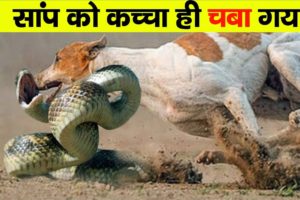 Craziest Animal Battles Caught on Camera Part 1}| Fact Tech In Hindi