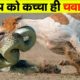 Craziest Animal Battles Caught on Camera Part 1}| Fact Tech In Hindi