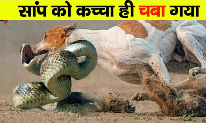 Craziest Animal Battles Caught on Camera Part 1}| Fact Tech In Hindi