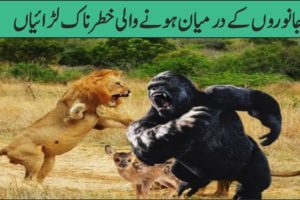 Crazy Animal Fights  in Urdu Hindiجانوروں کے درمیان ہونے والی جان لیواح لڑائیاں