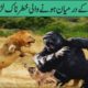 Crazy Animal Fights  in Urdu Hindiجانوروں کے درمیان ہونے والی جان لیواح لڑائیاں