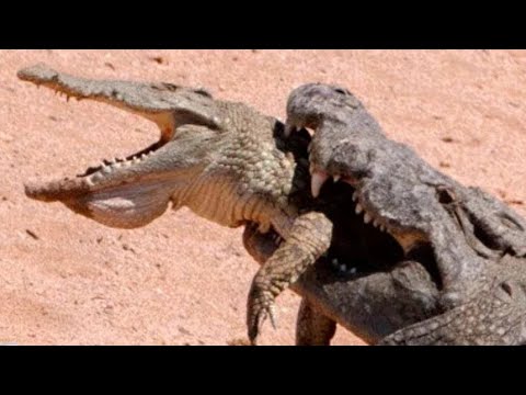 Crocodile vs Crocodiles — Crazy Animal Fights COT ON CAMERA - Part 18