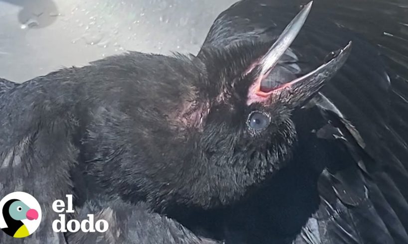 Cuervo rescatado sale a caminar con su pastor alemán favorito | El Dodo