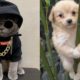 Cute Animals Doing Funny Things | Funny Animals Tik Tok | Cutest Puppies And Kitten
