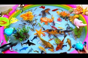 Cute Animals, Pink Shark, Swimming Crab, Cute Crocodile, Goldfish, Turtle, Crayfish, Puffer Fish,Koi