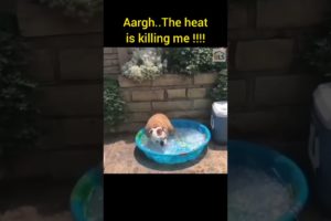 Cute Dog Keeping Cool - ♥Cute Puppies Doing Funny Things 2021♥ Cutest Dogs #shorts