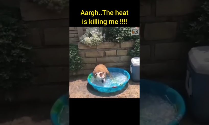 Cute Dog Keeping Cool - ♥Cute Puppies Doing Funny Things 2021♥ Cutest Dogs #shorts