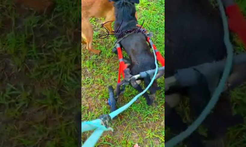 Cute Dogs Funny Dogs Cute Baby Animals 18