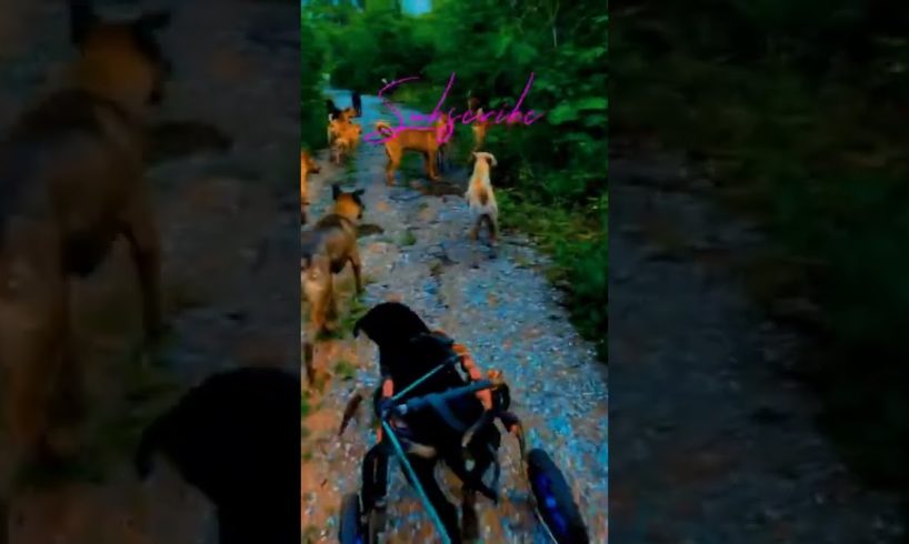 Cute Dogs Funny Dogs Cute Baby Animals #27