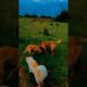 Cute Dogs Funny Dogs   Cute Baby Animals #5
