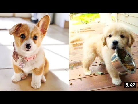 Cute Puppies Doing Funny Things, Cutest Puppies in the Worlds#funnypuppies #funnyvideos#pets