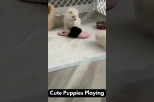 Cute Puppies Playing | Dogs Videos | #shorts #BeastyBark