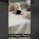 Cute Puppies Playing | Dogs Videos | #shorts #BeastyBark