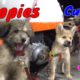 Cute Puppies React When Being Filmed 3 - Cutest Baby Dogs | Viral Dog