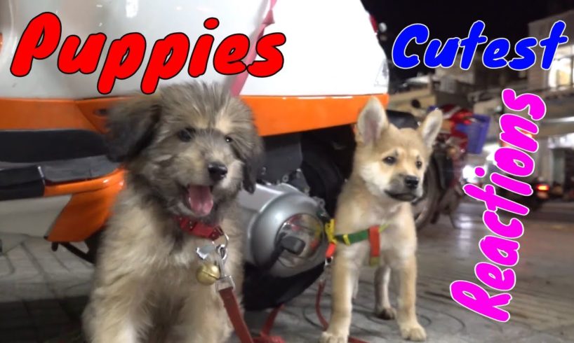 Cute Puppies React When Being Filmed 3 - Cutest Baby Dogs | Viral Dog
