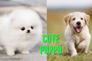 Cute Puppies l Cutest Puppies in the Worlds 2022  #cutepuppiesshorts##cutepuppies #shorts