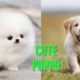 Cute Puppies l Cutest Puppies in the Worlds 2022  #cutepuppiesshorts##cutepuppies #shorts