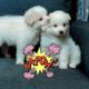 Cute baby Puppies Videos Compilation cutest moment of the dogs / animals  - Cutest Puppies Playing