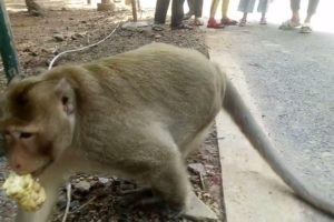 Cute monkey videos, Animals Rescues.