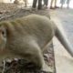 Cute monkey videos, Animals Rescues.