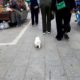 Cute puppy lost in street market