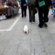 Cute puppy lost in street market