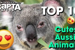 Cutest Australian Animals: Our Top 10 | Tropical North Queensland