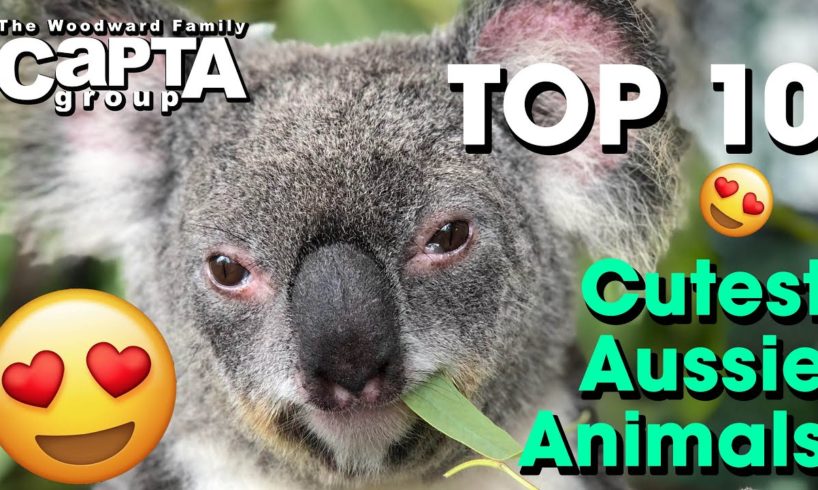 Cutest Australian Animals: Our Top 10 | Tropical North Queensland
