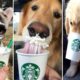 Cutest Dogs Trying Puppuccinos!