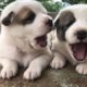 Cutest Puppies - Cute Puppies Doing Funny Things
