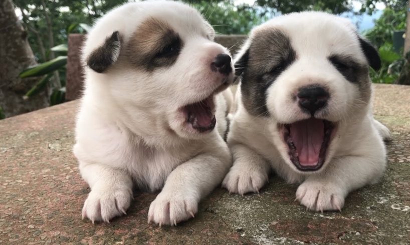 Cutest Puppies - Cute Puppies Doing Funny Things