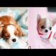 Cutest Puppies-Fun Compilation/Awesome Video
