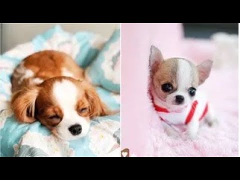 Cutest Puppies-Fun Compilation/Awesome Video