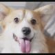 Cutest Puppies & Dogs Video Compilation