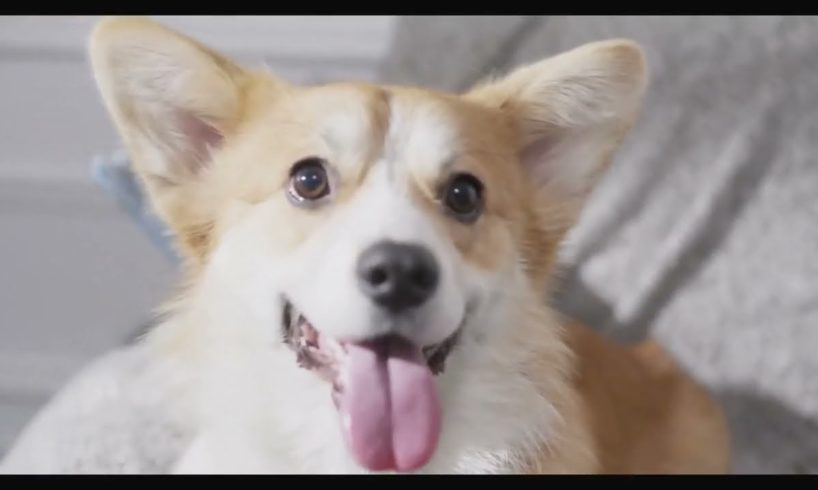 Cutest Puppies & Dogs Video Compilation