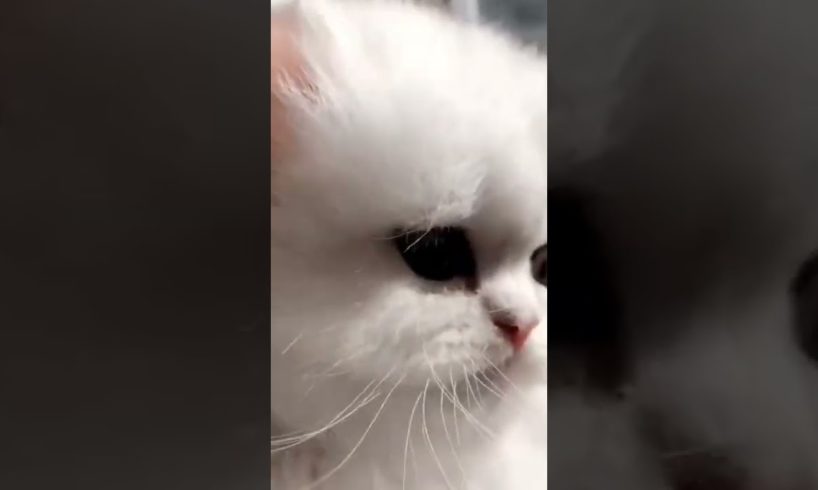 Cutest kitten #shorts #persiancat #kitten #cute #cat #trending #baby #beautiful