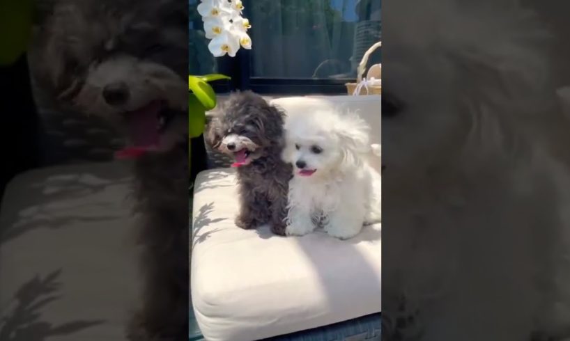 Cutest๐ nd Funniest ๐ moments of cute puppies ๐ถ....โค๏ธ#shorts